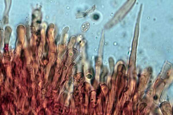 Phanerochaete martelliana ? (P. martelliana)